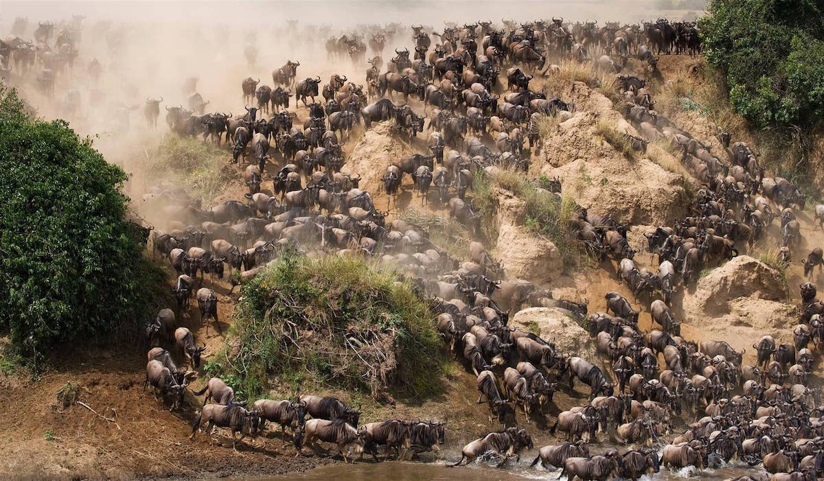 wildebeest-great-migration-tanzania.jpg1 A Great Migration river-crossing