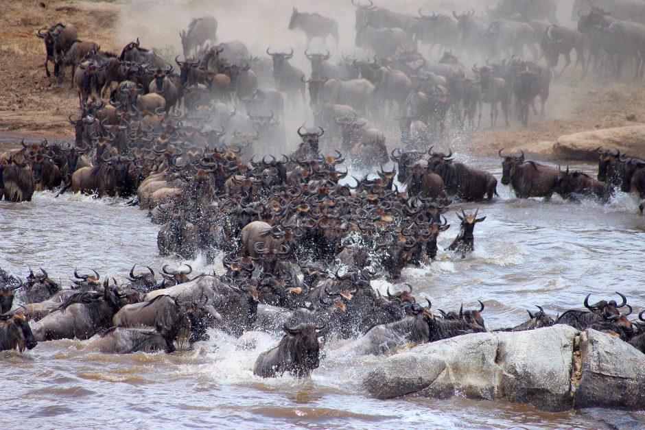 great-migration-river-crossing-masai-mara-mara-bushtops-camp Great migration river crossing in the Masai Mara