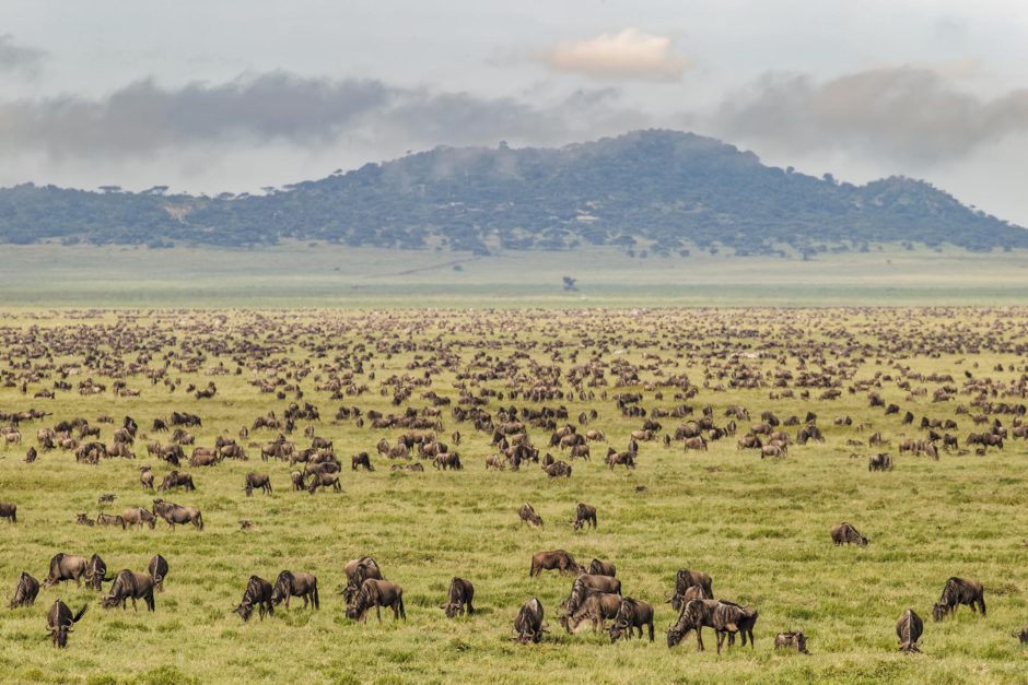 Erleben Sie den Tierreichtum der Serengeti und die großen Gnuherden hautnah