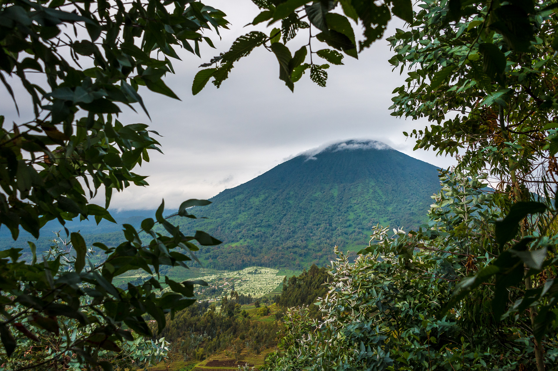 rwanda-wilderness-bisate Rwanda