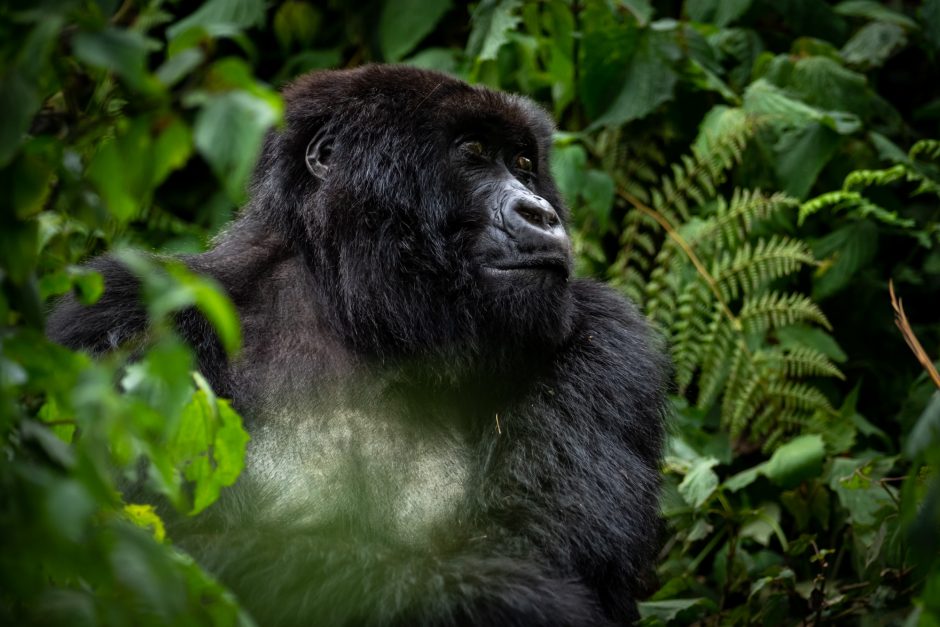 svnp_wildlife_gorilla_sabyinyo_family_ross_couper_25 Gorilla trekking with Singita Kataza House