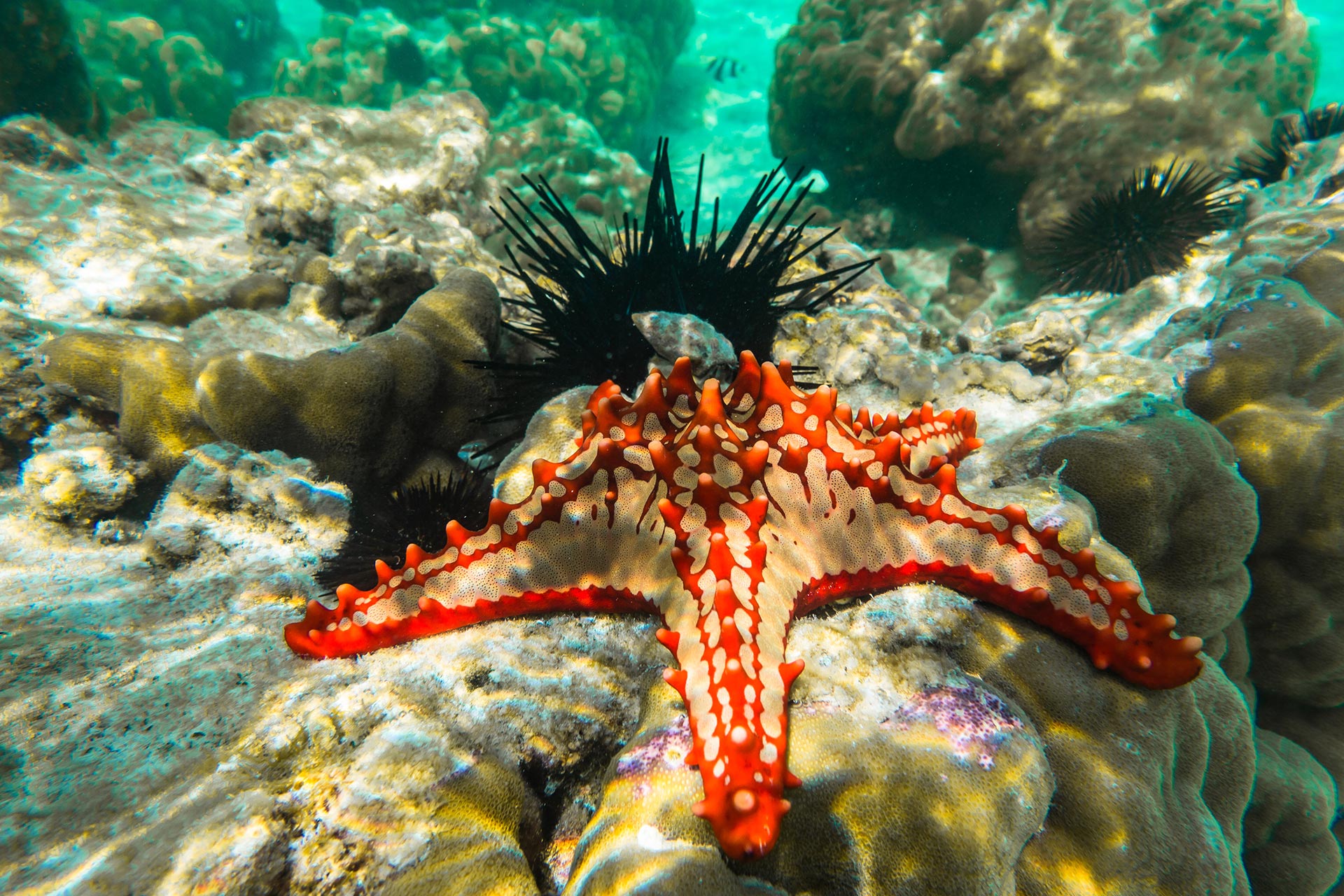Underwater photography red knobbed sea star and sea urchins zanzibar tanzania Underwater photography red knobbed sea star and sea urchins zanzibar tanzania
