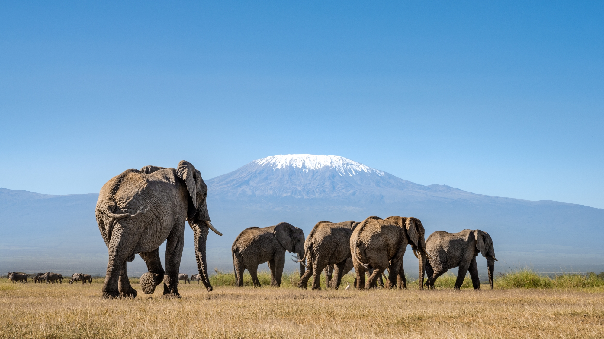 Angama-amboseli-elephants-and-mount-kilimanjaro-2