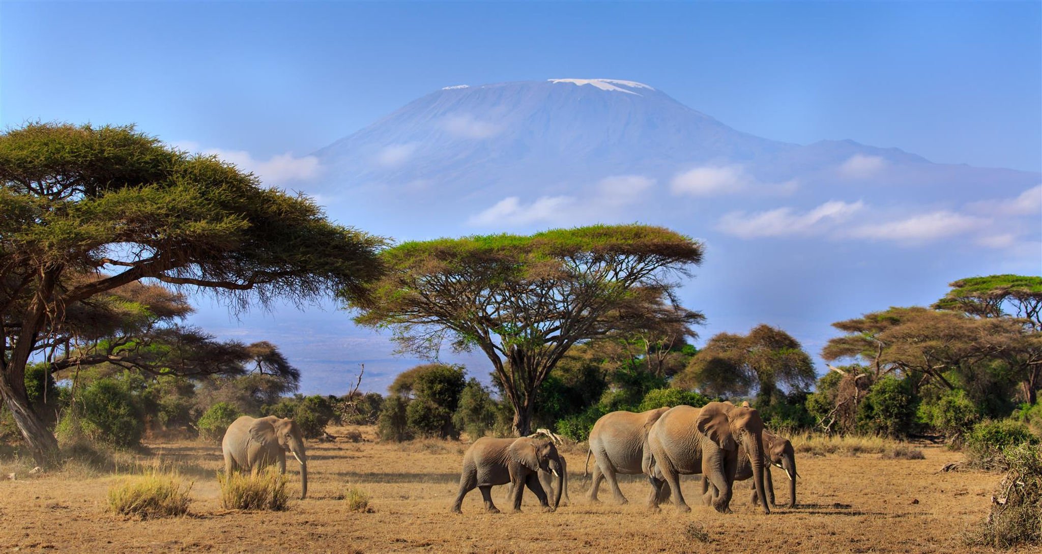 elephants-walking-with-mount-kilimanjaro-as-backdrop-tanzania.jpg