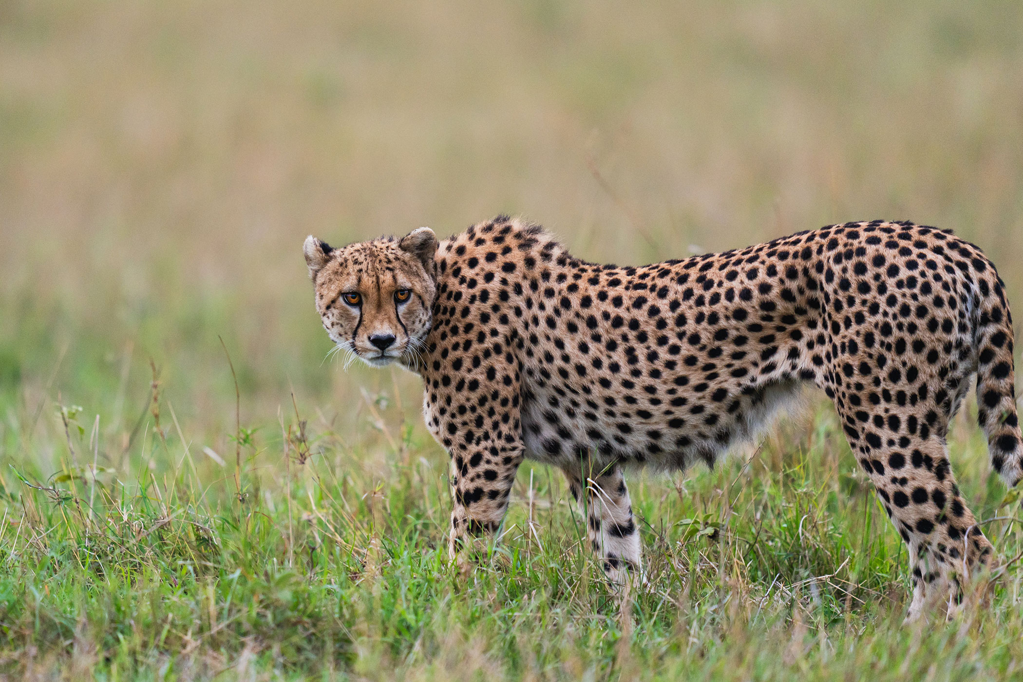 rhino-africa-at-singita-mara-river-tented-camp-copyrights-felix-studios-cheetah