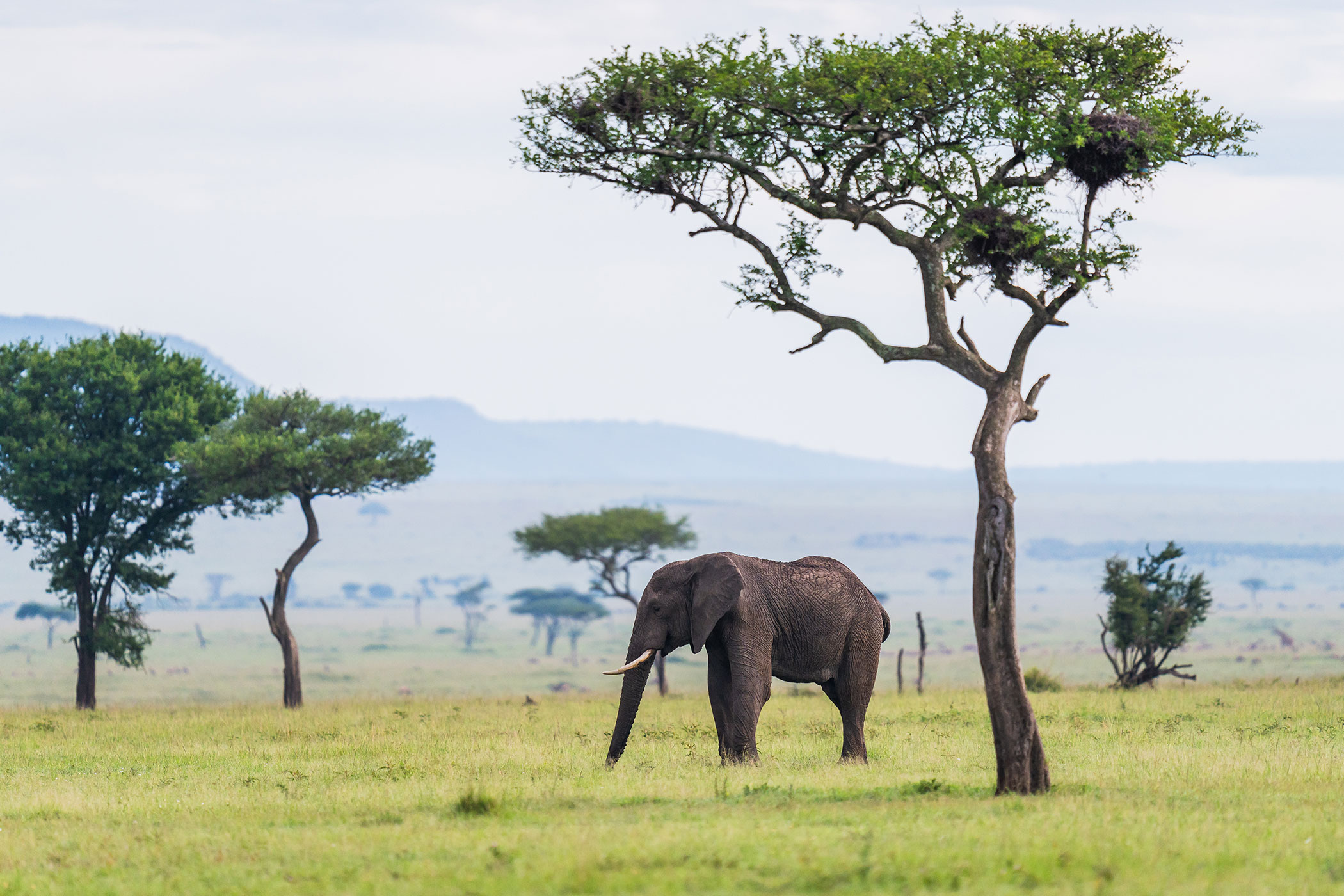 rhino-africa-at-singita-mara-river-tented-camp-copyrights-felix-studios-elephant