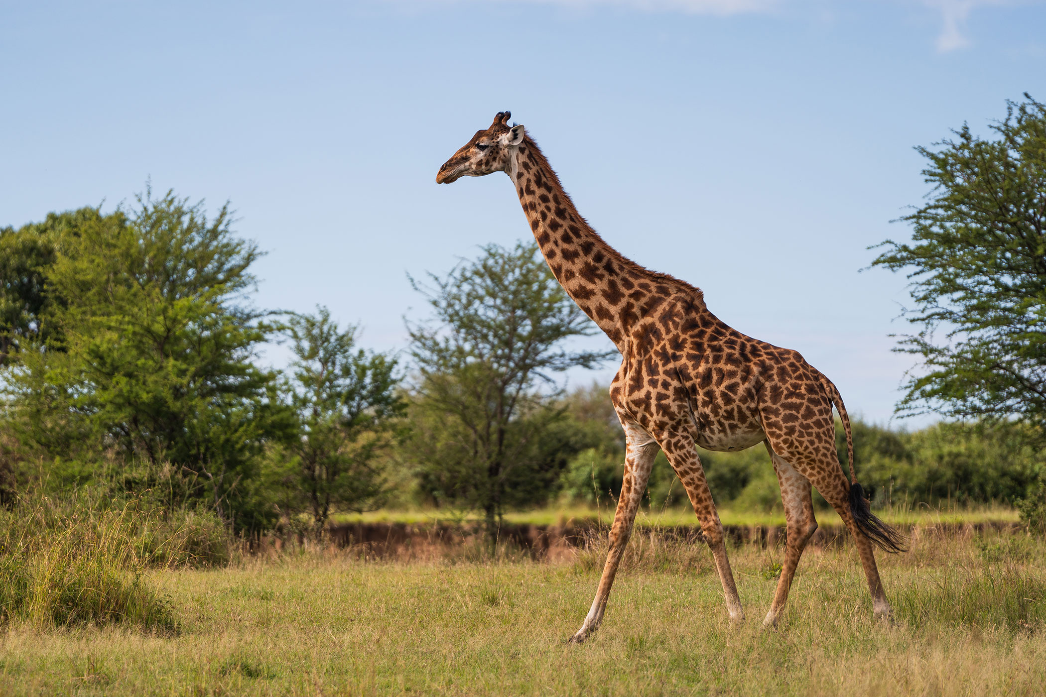 rhino-africa-at-singita-mara-river-tented-camp-copyrights-felix-studios-giraffe