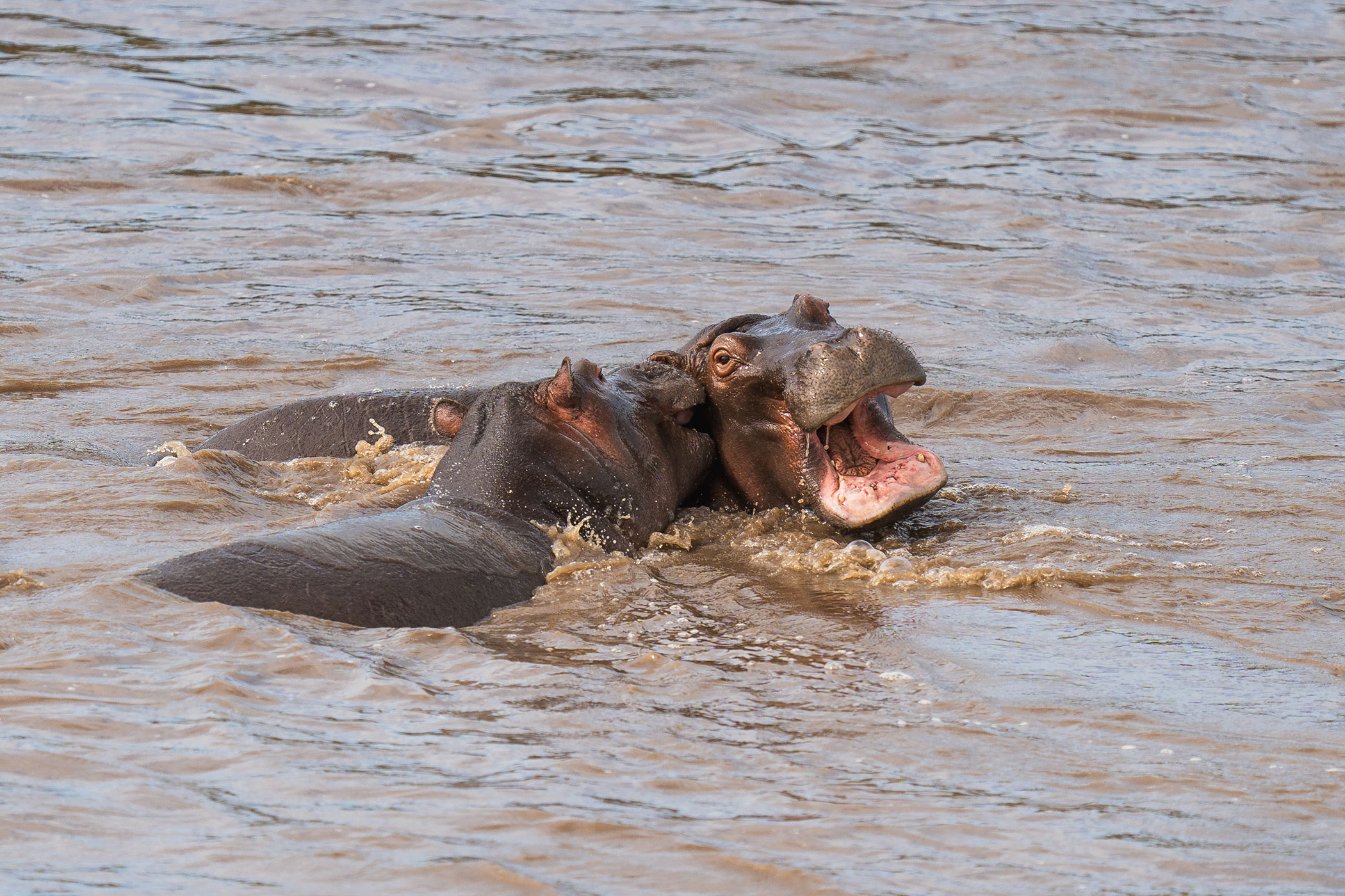 rhino-africa-at-singita-mara-river-tented-camp-copyrights-felix-studios-hippos