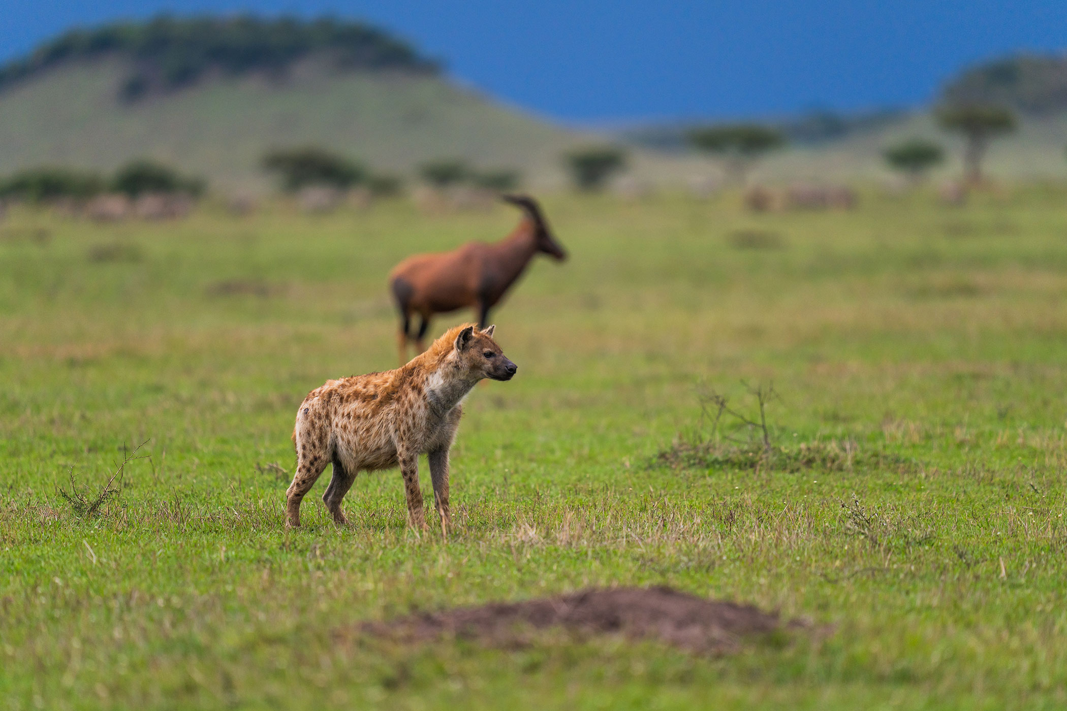 rhino-africa-at-singita-mara-river-tented-camp-copyrights-felix-studios-hyena-and-