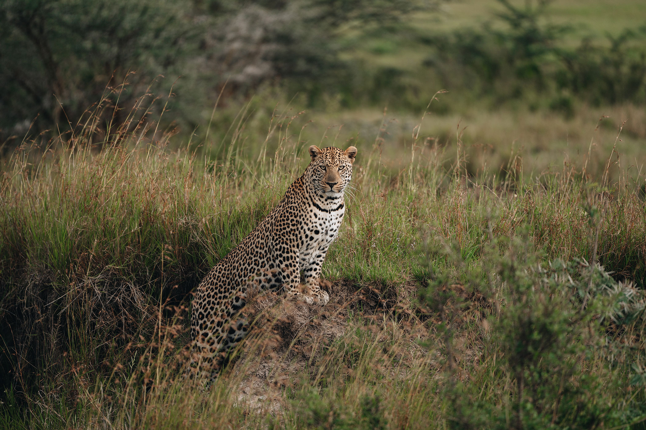 rhino-africa-at-singita-mara-river-tented-camp-copyrights-felix-studios-leopard