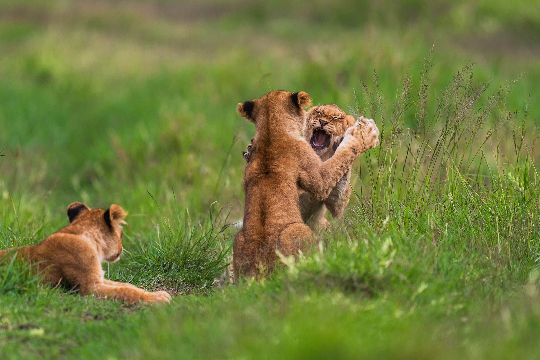 rhino-africa-at-singita-mara-river-tented-camp-copyrights-felix-studios-lion-cubs