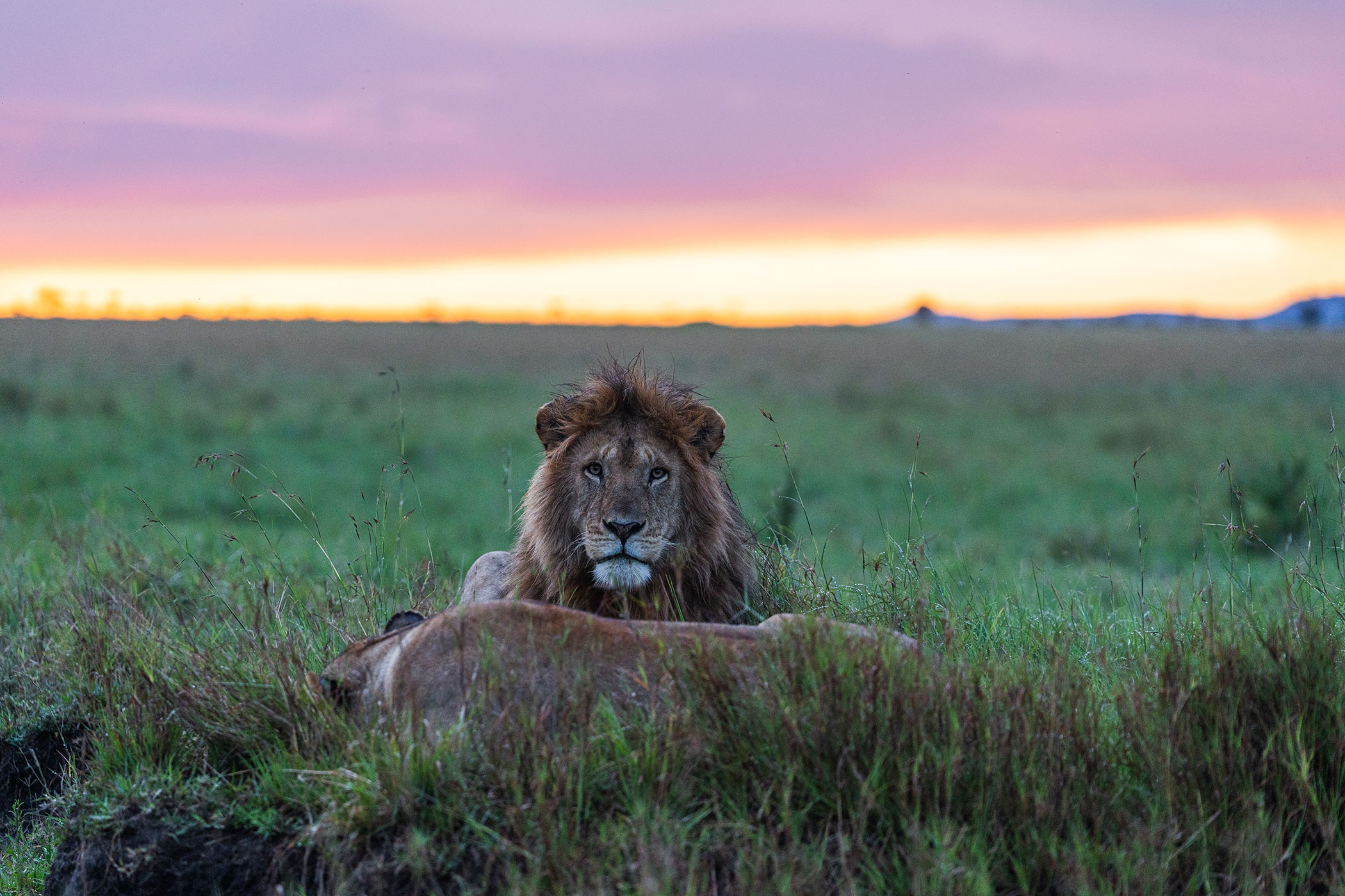 rhino-africa-at-singita-mara-river-tented-camp-copyrights-felix-studios-male-lion