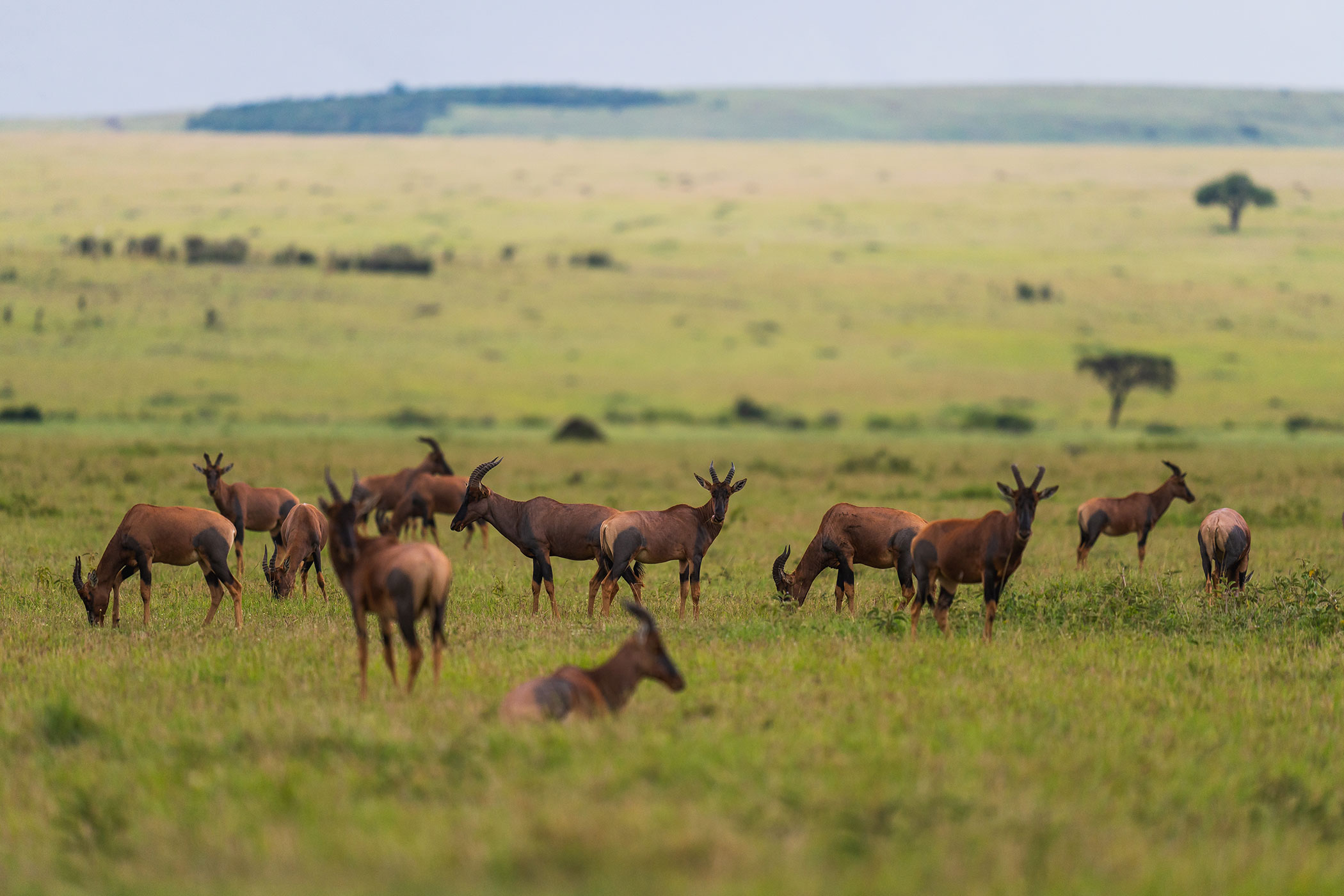 rhino-africa-at-singita-mara-river-tented-camp-copyrights-felix-studios-topi-antelope