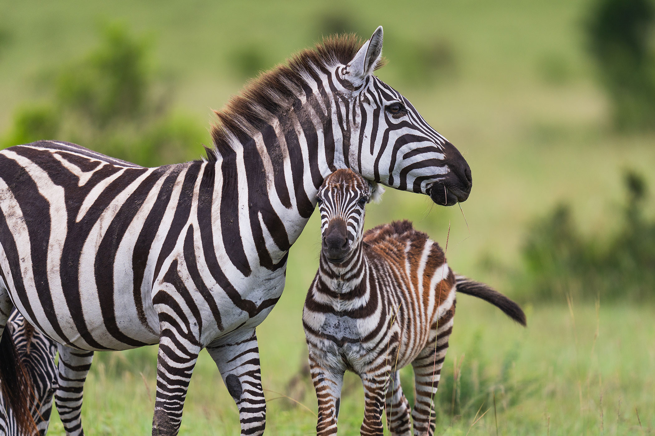 rhino-africa-at-singita-mara-river-tented-camp-copyrights-felix-studios-zebras