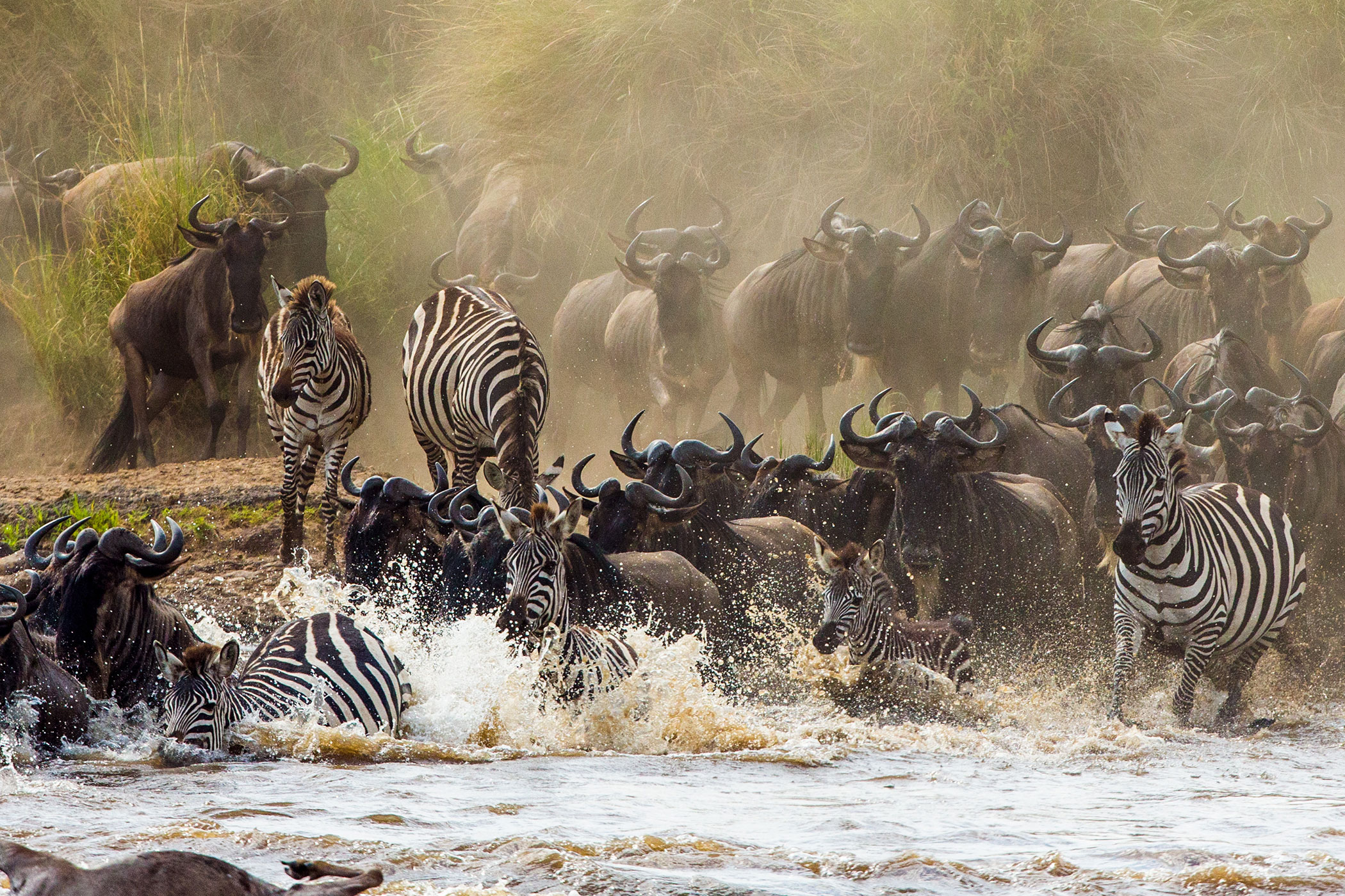 wildebeests-are-crossing-mara-river-antelope zebras and wildebeests are crossing Mara river