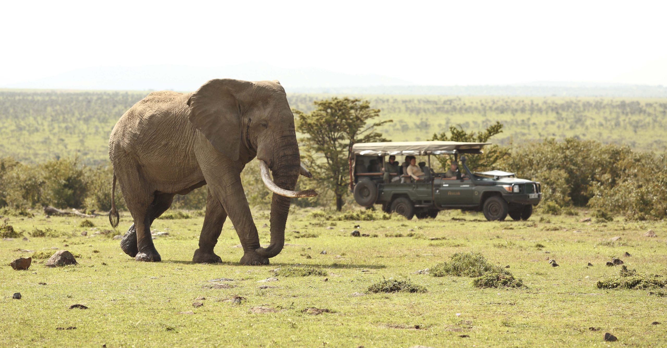 encounter-mara-game-drive Elephant seen on a game drive at Encounter Mara, Maasai Mara