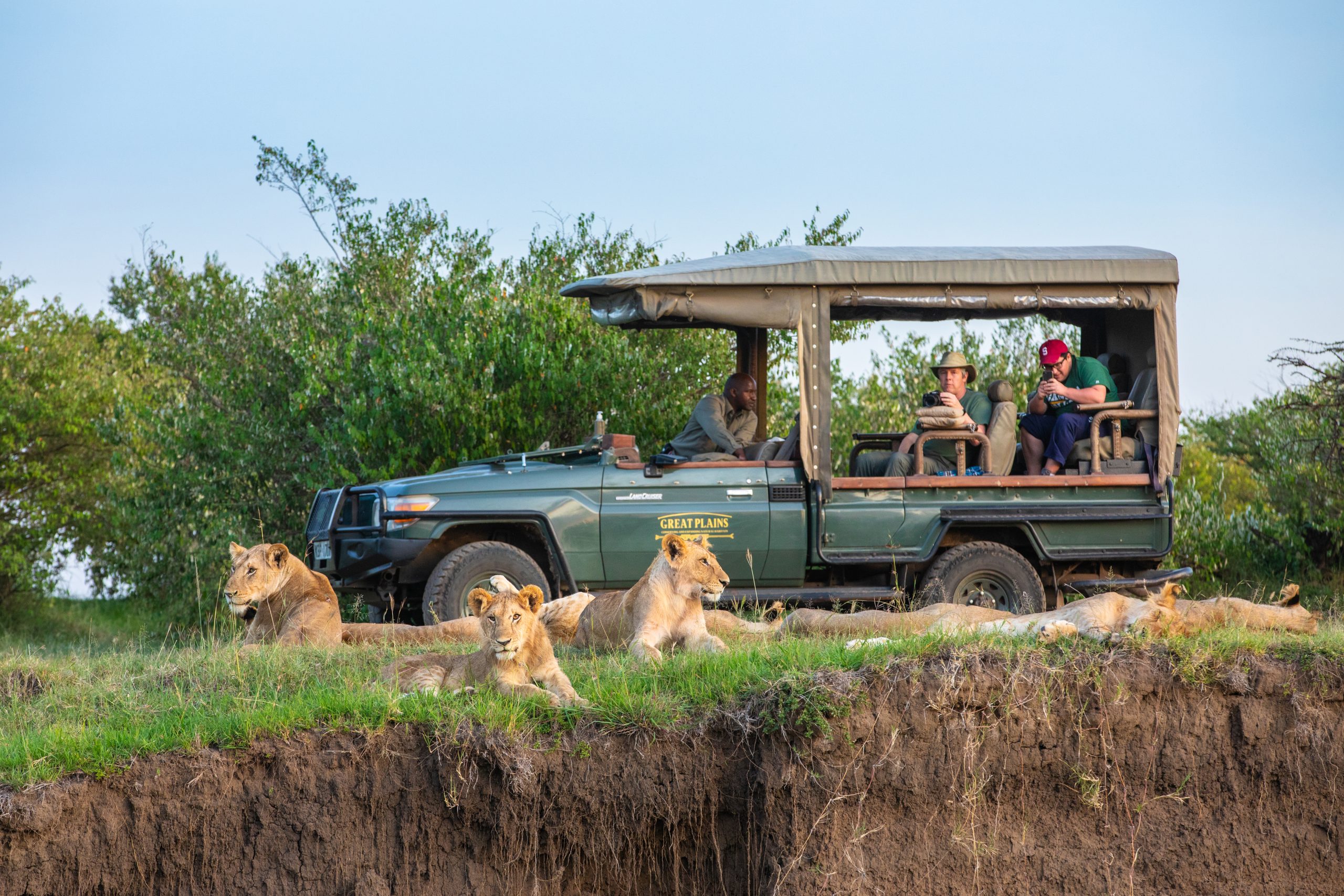 Wildlife of the Masai Mara in Kenya. A lion safari in the Maasai Mara