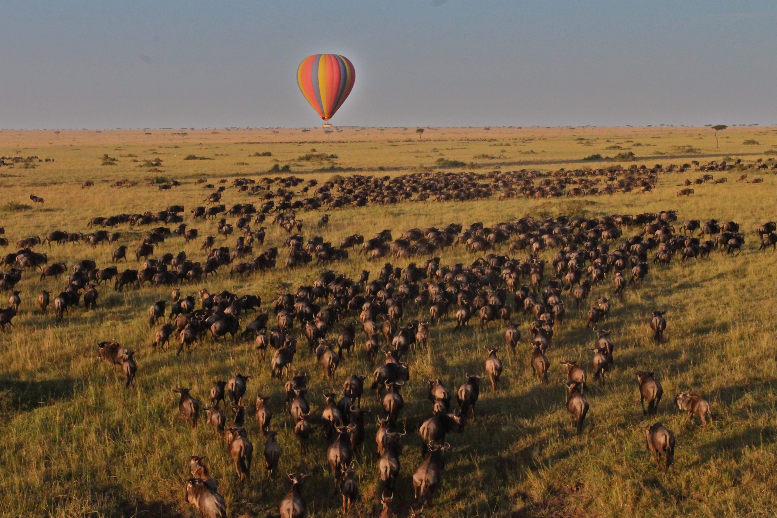 hot_air_balloon_over_the_migration_by_tom_harding Image Credit: Tom Harding